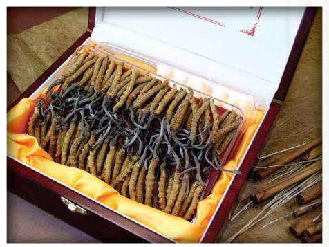 芒康冬虫夏草回收